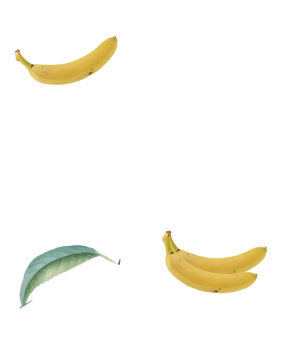 Bites de banano orgánico deshidratado